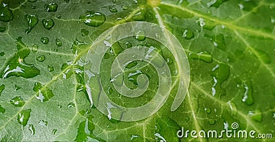 Â Ivy Leaf in Close-up View with Raindrops Stock Photo